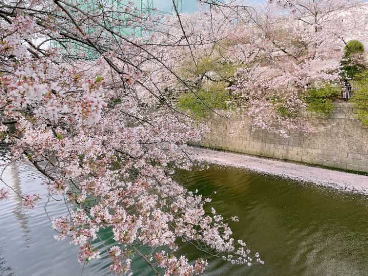 目黒川の桜並木